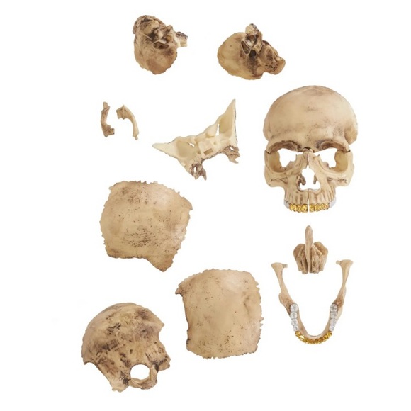 Supreme 4d exploded skull anatomy model - Picture 4 of 4